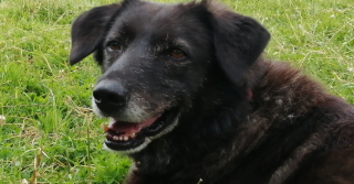 Illustration de l'article : Sa maîtresse part faire des courses, cette chienne de 14 ans s’échappe pour la retrouver coûte que coûte et déclenche une importante opération de recherches