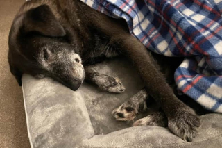 Illustration de l'article : Sa maîtresse part faire des courses, cette chienne de 14 ans s’échappe pour la retrouver coûte que coûte et déclenche une importante opération de recherches