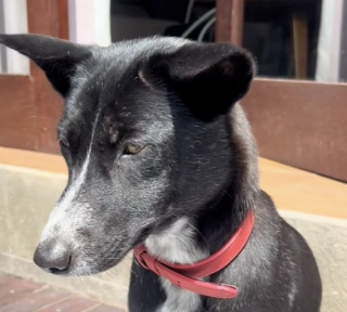 Illustration de l'article : Grâce à la patience de sa maîtresse, une chienne surmonte peu à peu ses traumatismes et sa peur de l’eau (vidéo)