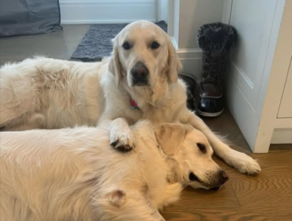 Illustration de l'article : Un Golden Retriever doté d’une empathie exacerbée émeut ses maîtres lorsqu’il réagit aux images de bébés animaux à la télévision (vidéo)