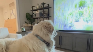 Illustration de l'article : Un Golden Retriever doté d’une empathie exacerbée émeut ses maîtres lorsqu’il réagit aux images de bébés animaux à la télévision (vidéo)