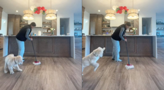 Illustration de l'article : Un chiot plein d’énergie cherche à défendre sa maîtresse du “monstre serpillière” qui l’attaque alors qu’elle essaie désespérément de faire le ménage (vidéo)