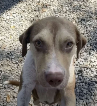 Illustration de l'article : Après avoir été trouvé grelottant sous la pluie au milieu des herbes, ce chien devient le meilleur ami de son sauveur