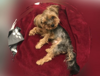 Illustration de l'article : Abandonné devant un refuge, ce chien malade a été retrouvé dans un sac et espère une vie meilleure