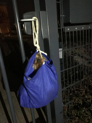 Illustration de l'article : Abandonné devant un refuge, ce chien malade a été retrouvé dans un sac et espère une vie meilleure