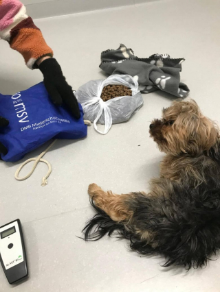 Illustration de l'article : Abandonné devant un refuge, ce chien malade a été retrouvé dans un sac et espère une vie meilleure