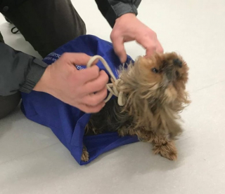 Illustration de l'article : Abandonné devant un refuge, ce chien malade a été retrouvé dans un sac et espère une vie meilleure