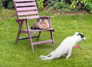 Illustration de l'article : Cette petite chienne au train arrière paralysé profite de sa seconde vie au sein de sa nouvelle famille (vidéo)