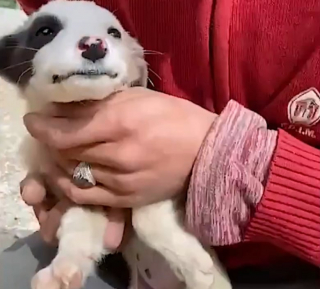 Illustration de l'article : Cette petite chienne au train arrière paralysé profite de sa seconde vie au sein de sa nouvelle famille (vidéo)