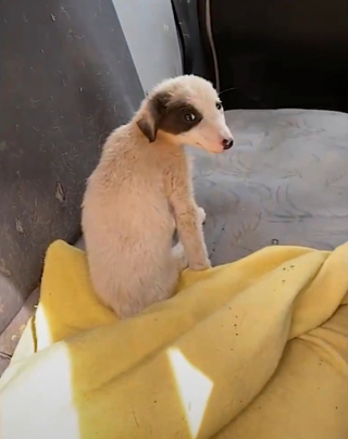 Illustration de l'article : Cette petite chienne au train arrière paralysé profite de sa seconde vie au sein de sa nouvelle famille (vidéo)