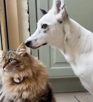 Illustration de l'article : Cette petite chienne au train arrière paralysé profite de sa seconde vie au sein de sa nouvelle famille (vidéo)