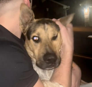 Illustration de l'article : Un chiot, effrayé par les feux d’artifice, trouve refuge sur les genoux d’un automobiliste bienveillant (vidéo)