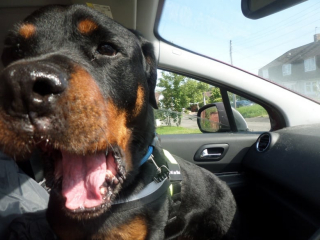 Illustration de l'article : Pour offrir la paix à sa chienne et un départ digne, cet homme lance une cagnotte afin de demander de l’aide