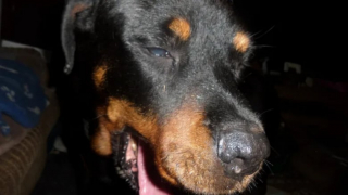 Illustration de l'article : Pour offrir la paix à sa chienne et un départ digne, cet homme lance une cagnotte afin de demander de l’aide