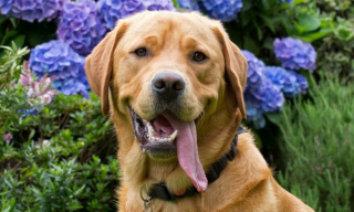 Illustration de l'article : Atteint d’un double cancer, ce chien-guide est escorté par près de 80 autres toutous pour sa dernière balade (vidéo)