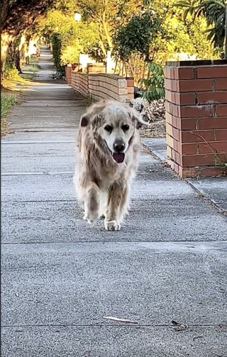 Illustration de l'article : Ce chien de 16 ans est si heureux quand il voit sa maîtresse qu’il repousse ses limites pour courir vers elle (vidéo)
