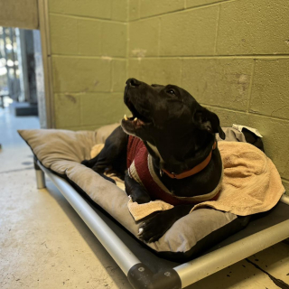 Illustration de l'article : Un ancien chien errant conquiert le cœur d’une fillette après être resté pendant un an dans un refuge