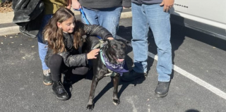 Illustration de l'article : Un ancien chien errant conquiert le cœur d’une fillette après être resté pendant un an dans un refuge