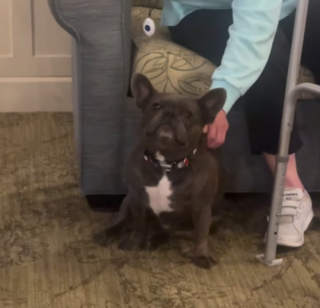 Illustration de l'article : Un Bouledogue Français rend visite tous les samedis aux pensionnaires d’une maison de retraite pour leur apporter de l’affection