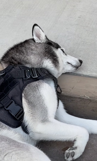 Illustration de l'article : En pleine balade, un Husky a décrété que le chemin emprunté ne lui convient pas, il se couche donc en pleine rue (vidéo)