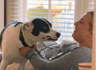 Illustration de l'article : Parce que jouer est le plus important, ce chien n’hésite pas à interrompre la visioconférence de l’amie de sa maîtresse (vidéo)