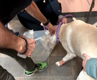 Illustration de l'article : Après une hémorragie de la patte, une chienne est sauvée de justesse grâce à l’aide d’une inconnue, malgré une pénurie de vétérinaires