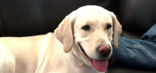 Illustration de l'article : Après une hémorragie de la patte, une chienne est sauvée de justesse grâce à l’aide d’une inconnue, malgré une pénurie de vétérinaires