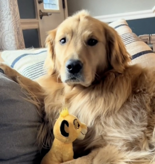 Illustration de l'article : Ce Golden Retriever né avec un look amusant semble apprécier les peluches qui lui ressemblent (vidéo)