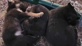 Illustration de l'article : 3 chiots abandonnés sous un banc dans le froid sont sauvés de justesse par un bon samaritain