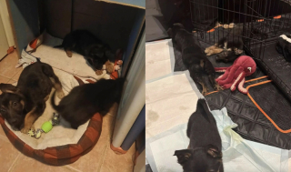 Illustration de l'article : 3 chiots abandonnés sous un banc dans le froid sont sauvés de justesse par un bon samaritain