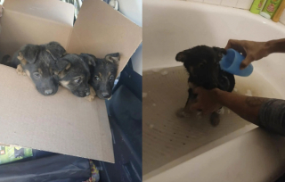 Illustration de l'article : 3 chiots abandonnés sous un banc dans le froid sont sauvés de justesse par un bon samaritain
