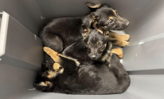 Illustration de l'article : 3 chiots abandonnés sous un banc dans le froid sont sauvés de justesse par un bon samaritain