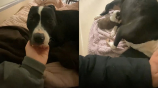 Illustration de l'article : En attendant son adoption, une chienne peut élever son petit au sein d’un foyer chaleureux grâce à une famille de bienfaiteurs (vidéo)