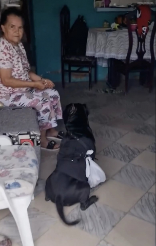 Illustration de l'article : Ne pouvant plus se rendre au marché, une femme âgée laisse son toutou faire les courses pour elle (vidéo)