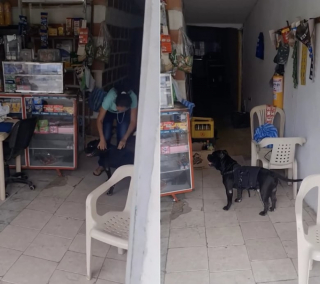 Illustration de l'article : Ne pouvant plus se rendre au marché, une femme âgée laisse son toutou faire les courses pour elle (vidéo)