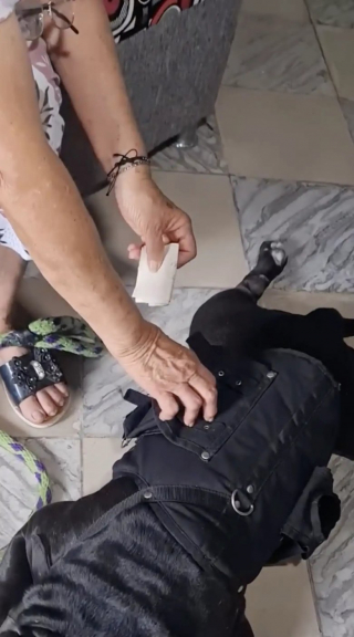 Illustration de l'article : Ne pouvant plus se rendre au marché, une femme âgée laisse son toutou faire les courses pour elle (vidéo)