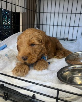 Illustration de l'article : Un chiot d’élevage arrivé au sein d’une association dans un état critique s’accroche à la vie et déjoue les pronostics