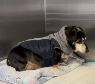 Illustration de l'article : Snorkel, un Teckel de 10 ans, bouleverse les internautes après qu’il a été abandonné à cause de son âge