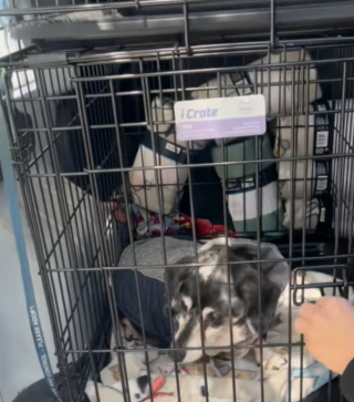 Illustration de l'article : Snorkel, un Teckel de 10 ans, bouleverse les internautes après qu’il a été abandonné à cause de son âge