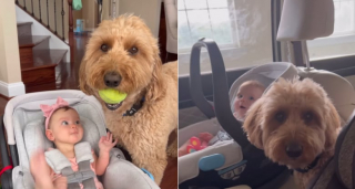 Illustration de l'article : Attristé par le départ pour la crèche de sa “petite sœur”, un Goldendoodle lui réserve un accueil des plus chaleureux à son retour (vidéo)