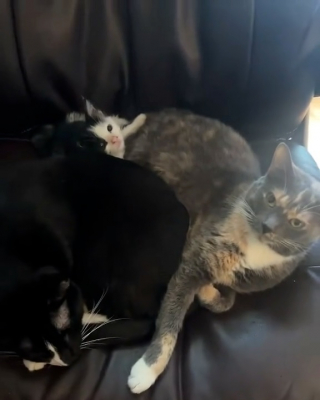 Illustration de l'article : Après avoir recueilli un chaton en famille d’accueil, les 2 chats de cette bénévole refusent de laisser partir le petit (vidéo)