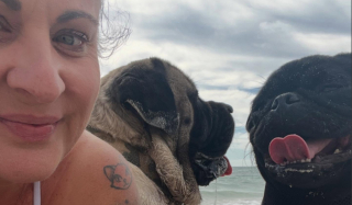 Illustration de l'article : Un duo improbable, formé par un Mastiff et un Carlin, s’amuse sur la plage et profite d’un moment privilégié (vidéo)