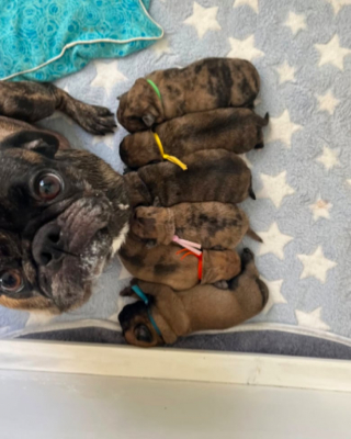 Illustration de l'article : Une chienne sauvée d’une usine à chiots reçoit enfin de l’amour et découvre les joies d’une maternité heureuse et d'une vie normale