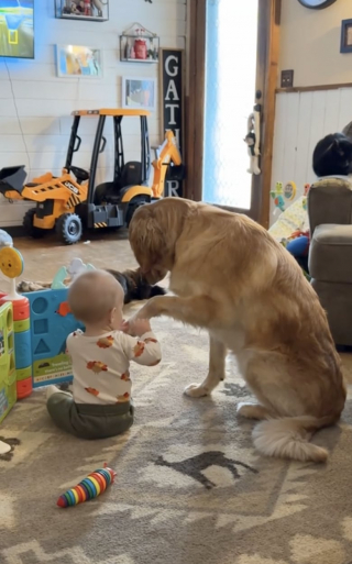 Illustration de l'article : Ses petits humains partis à l’école, un Golden Retriever en mal d’amour tente adorablement sa chance auprès du bébé (vidéo)