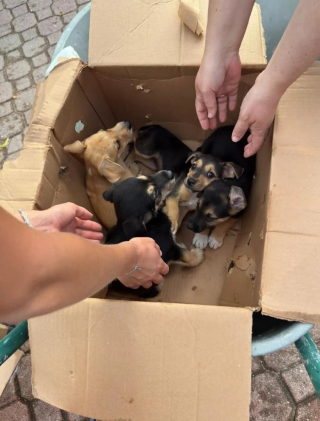 Illustration de l'article : 8 chiots abandonnés dans un carton devant un refuge attendent avec impatience une famille aimante (vidéo)