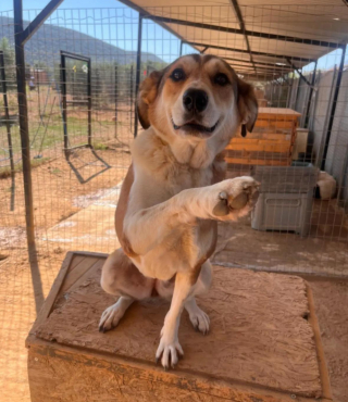 Illustration de l'article : Après 5 ans passés dans un refuge, ce chien errant trouve une famille pour la vie à des milliers de kilomètres