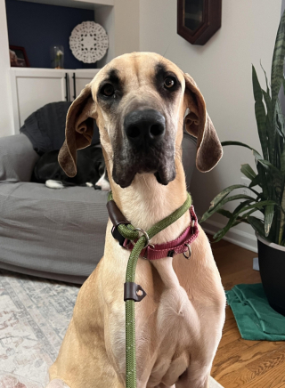 Illustration de l'article : Enceinte et amaigrie, cette chienne errante a été sauvée par tout un quartier et a trouvé une famille pour la vie