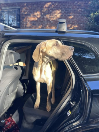 Illustration de l'article : Enceinte et amaigrie, cette chienne errante a été sauvée par tout un quartier et a trouvé une famille pour la vie