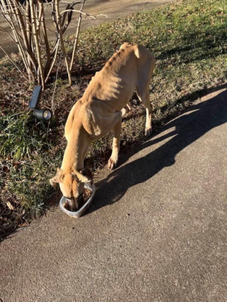 Illustration de l'article : Enceinte et amaigrie, cette chienne errante a été sauvée par tout un quartier et a trouvé une famille pour la vie