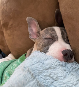 Illustration de l'article : Sauvés de conditions de vie misérables, ces 2 chiots cherchent désespérément un foyer, mais sont ignorés à cause de leurs oreilles “laides”